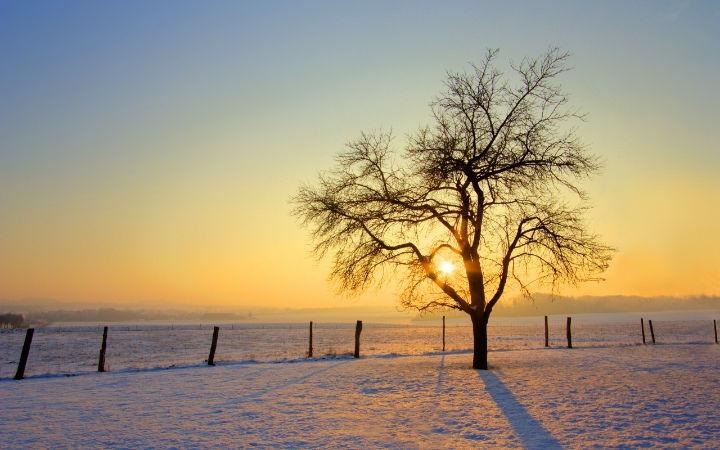 Stunning winter sunrise over a snowy field with a bare tree silhouette, capturing the beautiful golden light in Southern Doors, East Peckham.